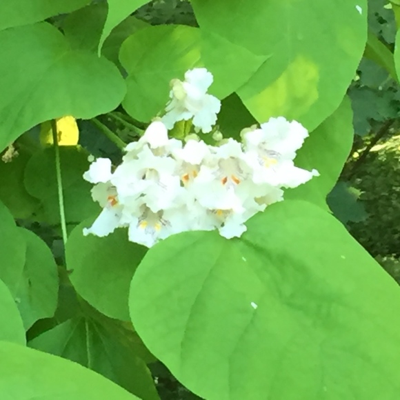 Meet your Posher, Julie - Picture 1 of 1